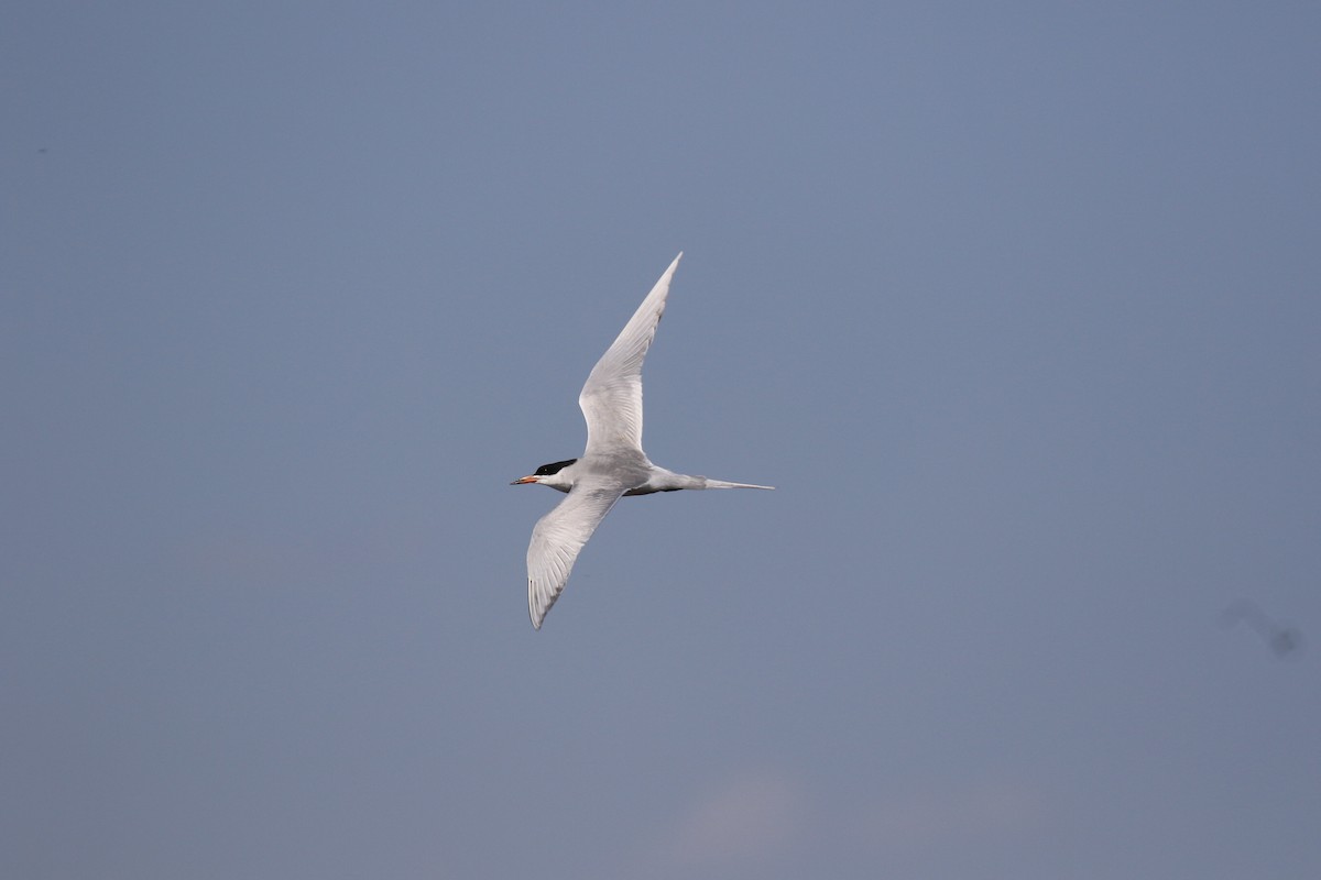 Forster's Tern - ML101523061