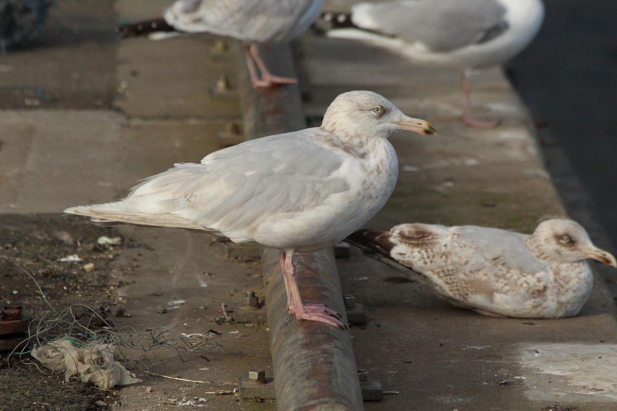 Glaucous Gull - ML101523431