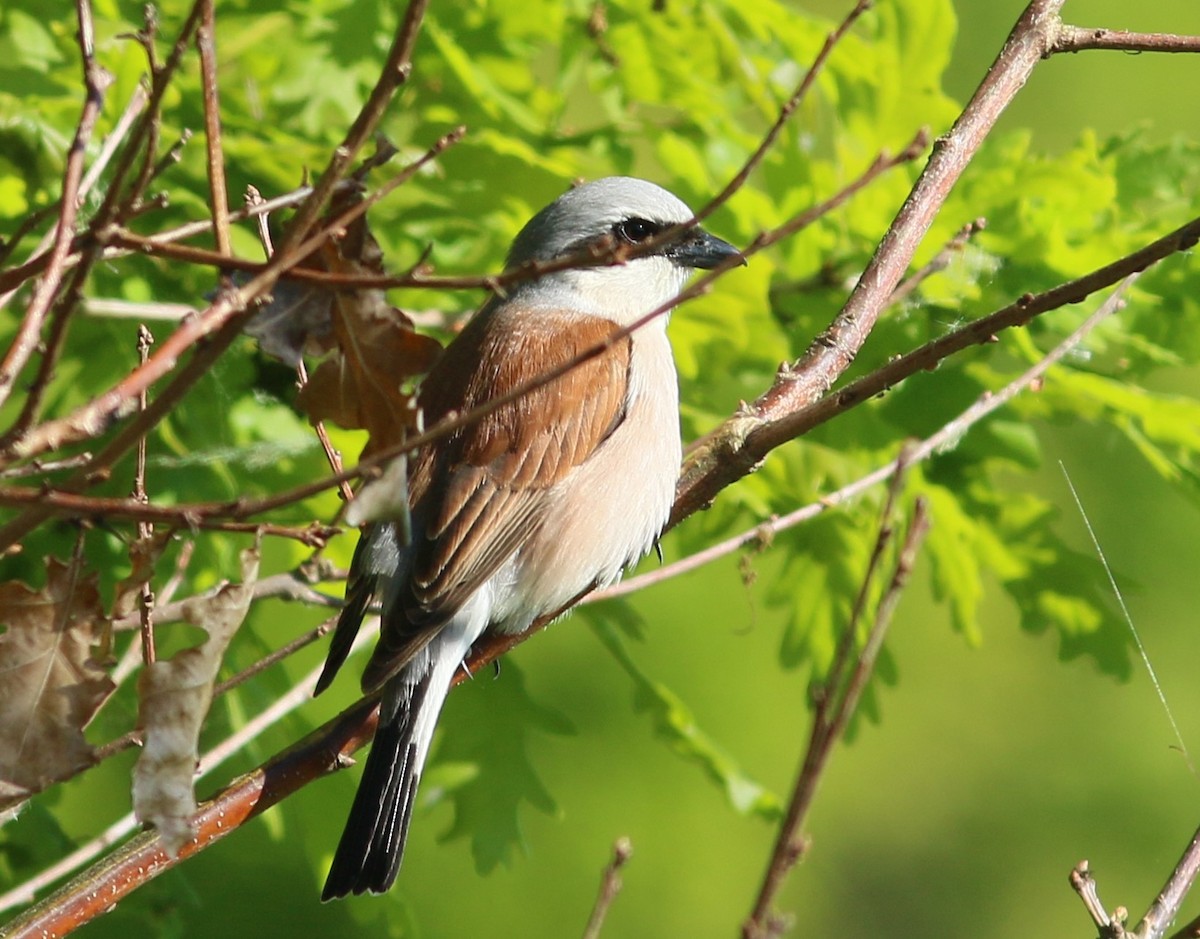 Red-backed Shrike - Monika Czupryna