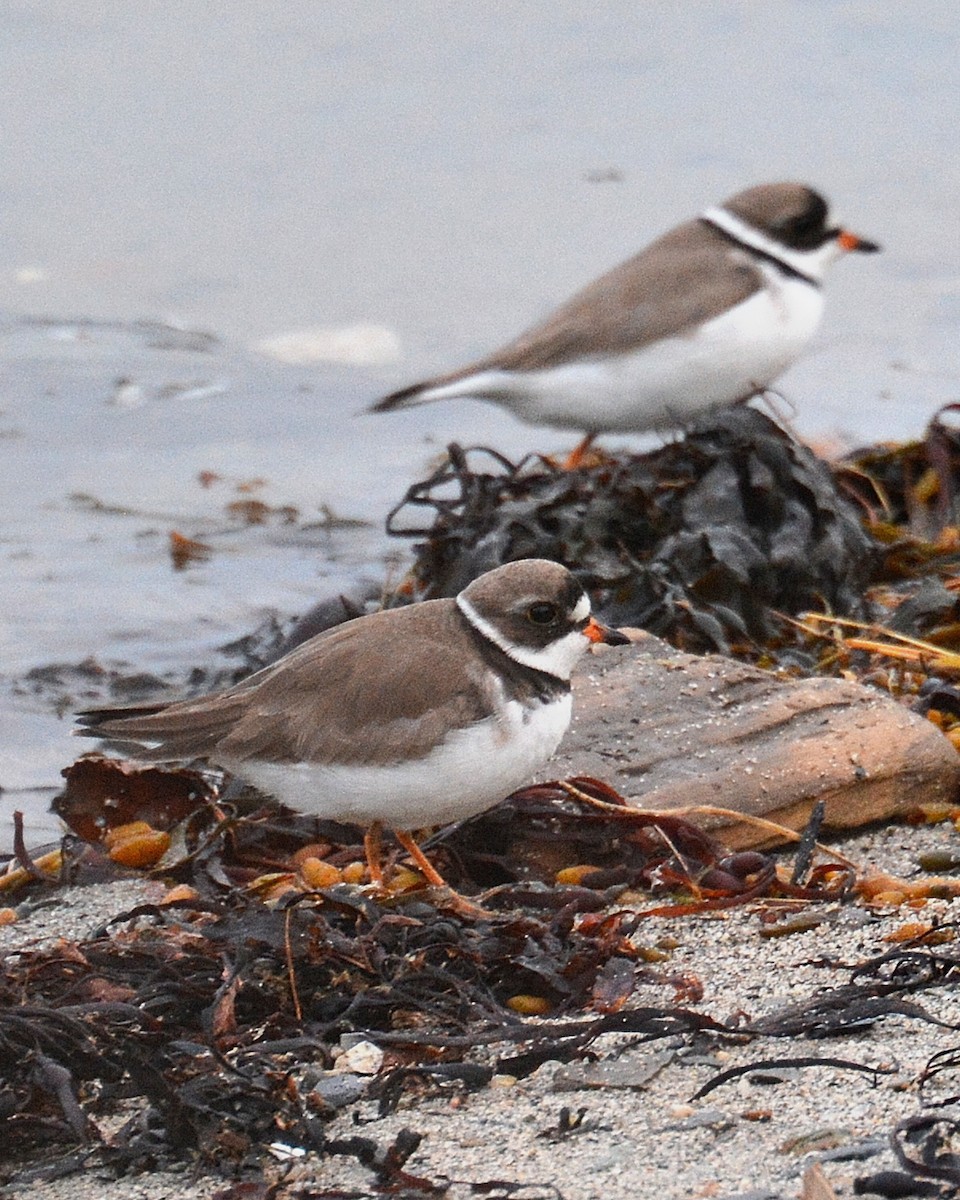 Semipalmated Plover - ML101524191
