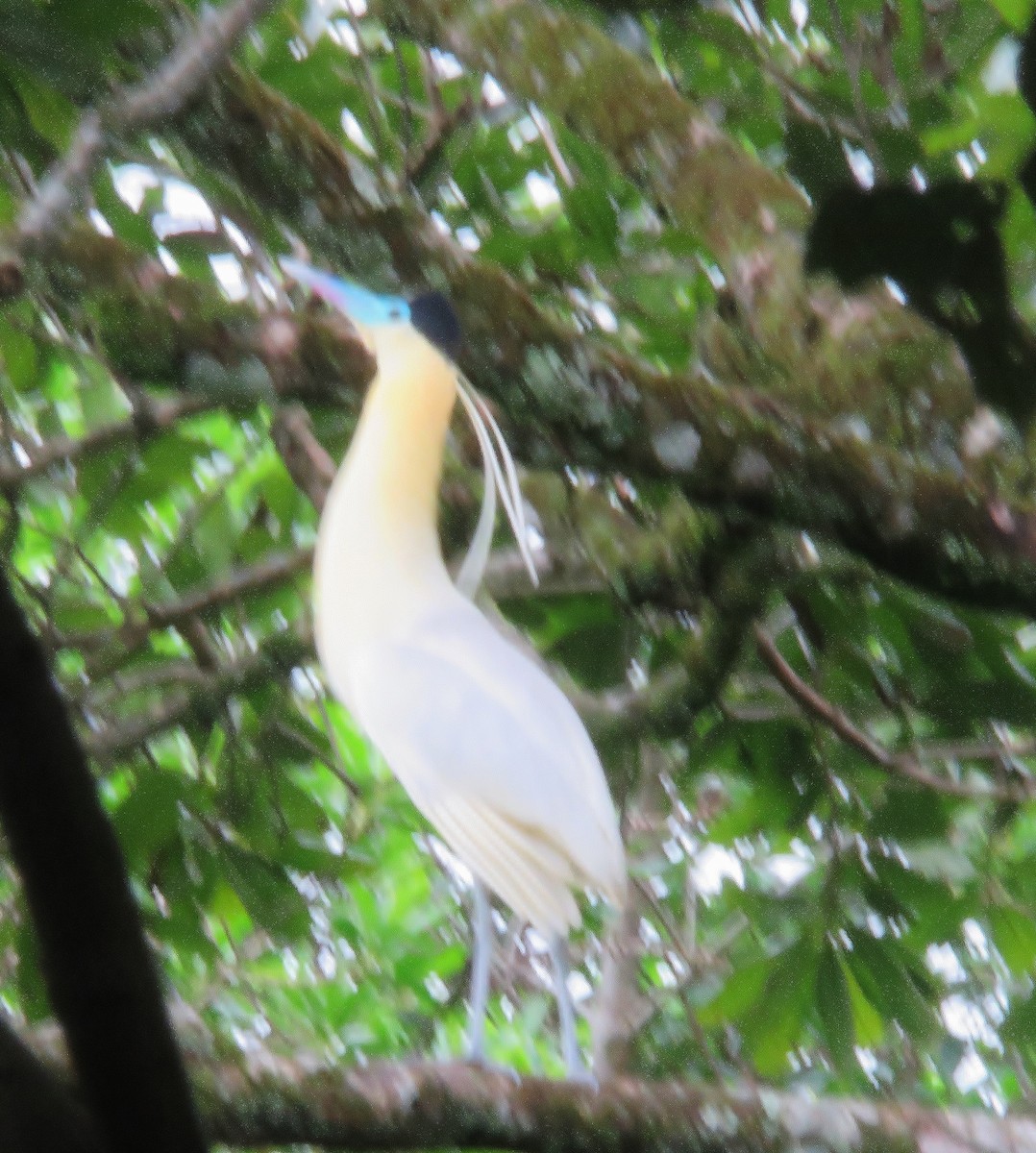 Capped Heron - Alexander  Torres