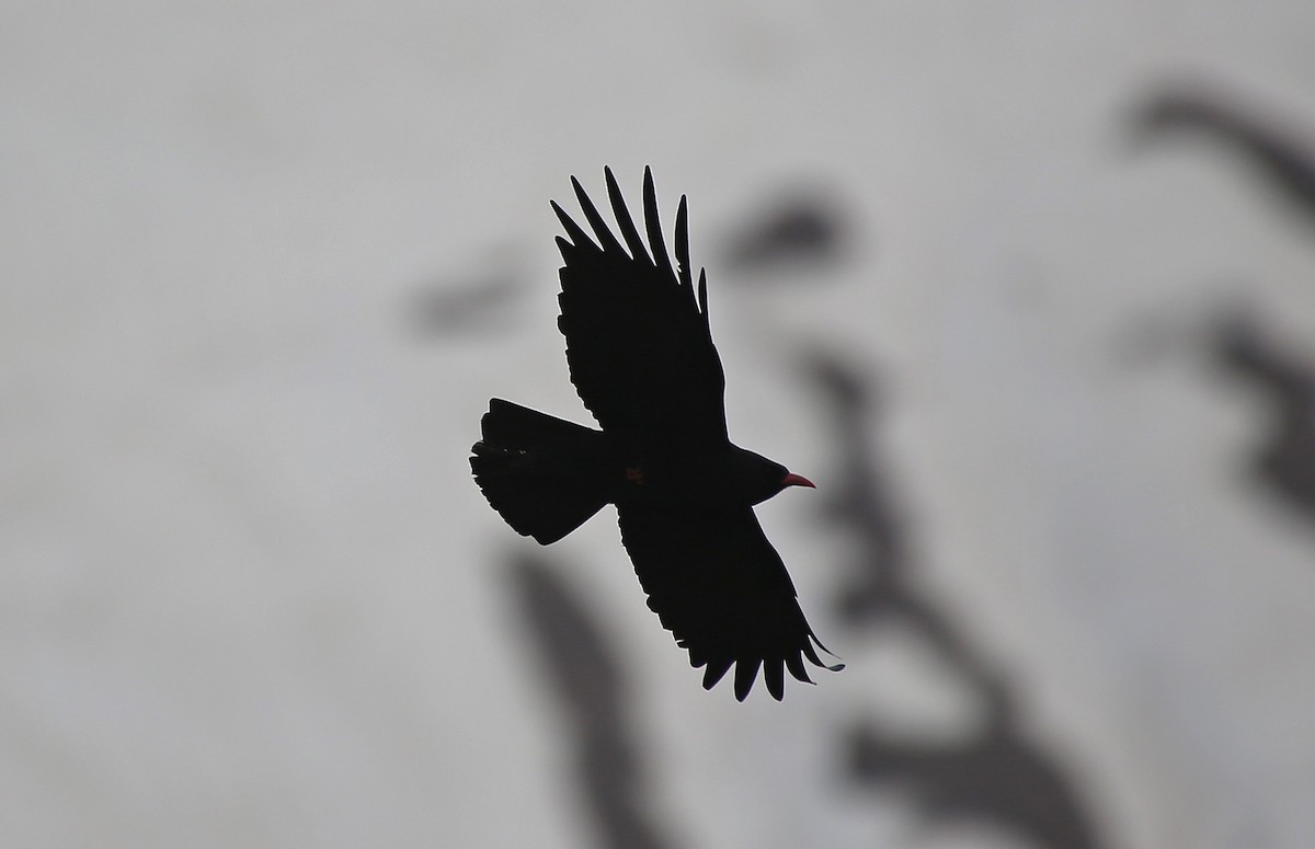 Red-billed Chough - Paul Chapman