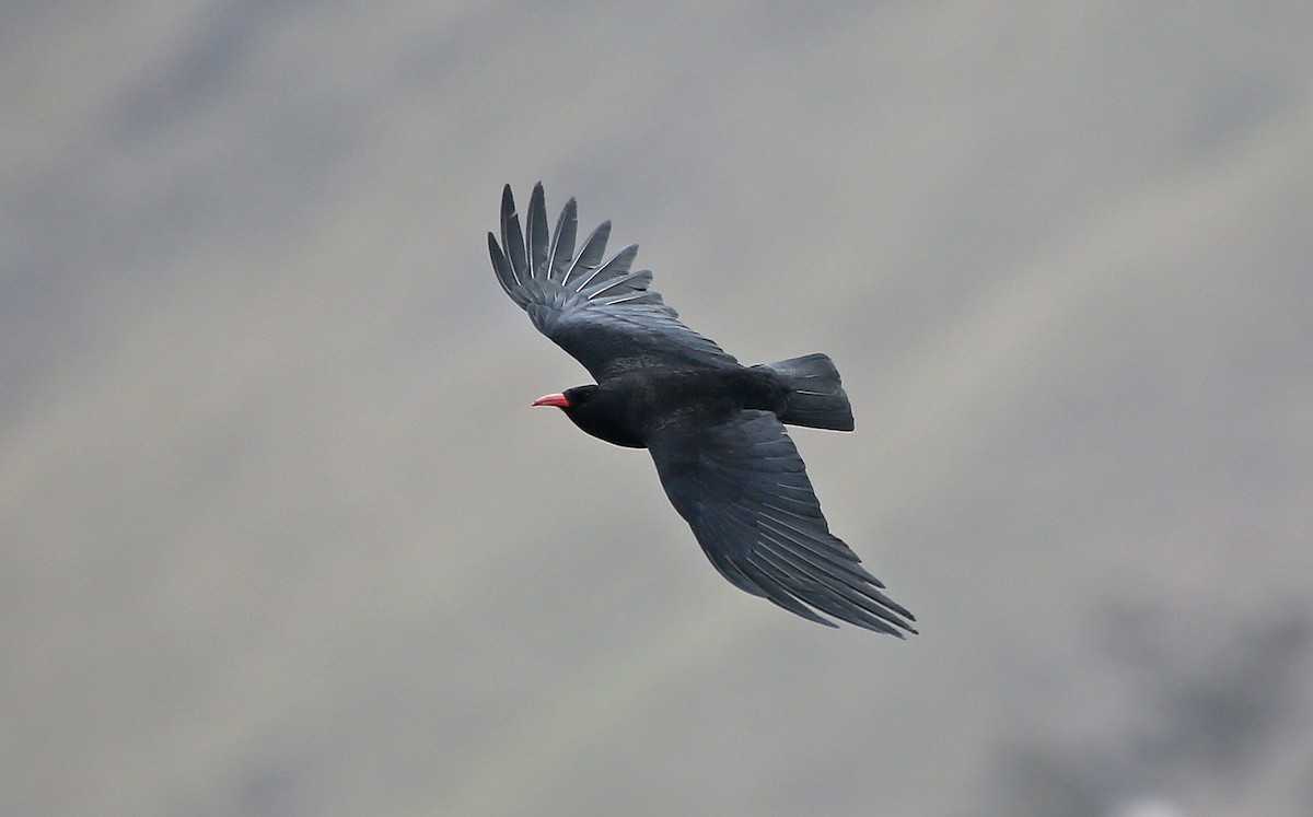 Red-billed Chough - Paul Chapman