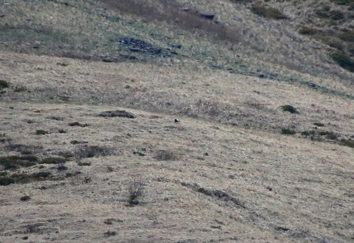 Caucasian Grouse - ML101528811