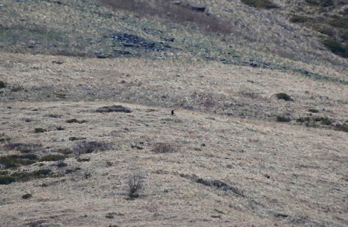 Caucasian Grouse - ML101528841