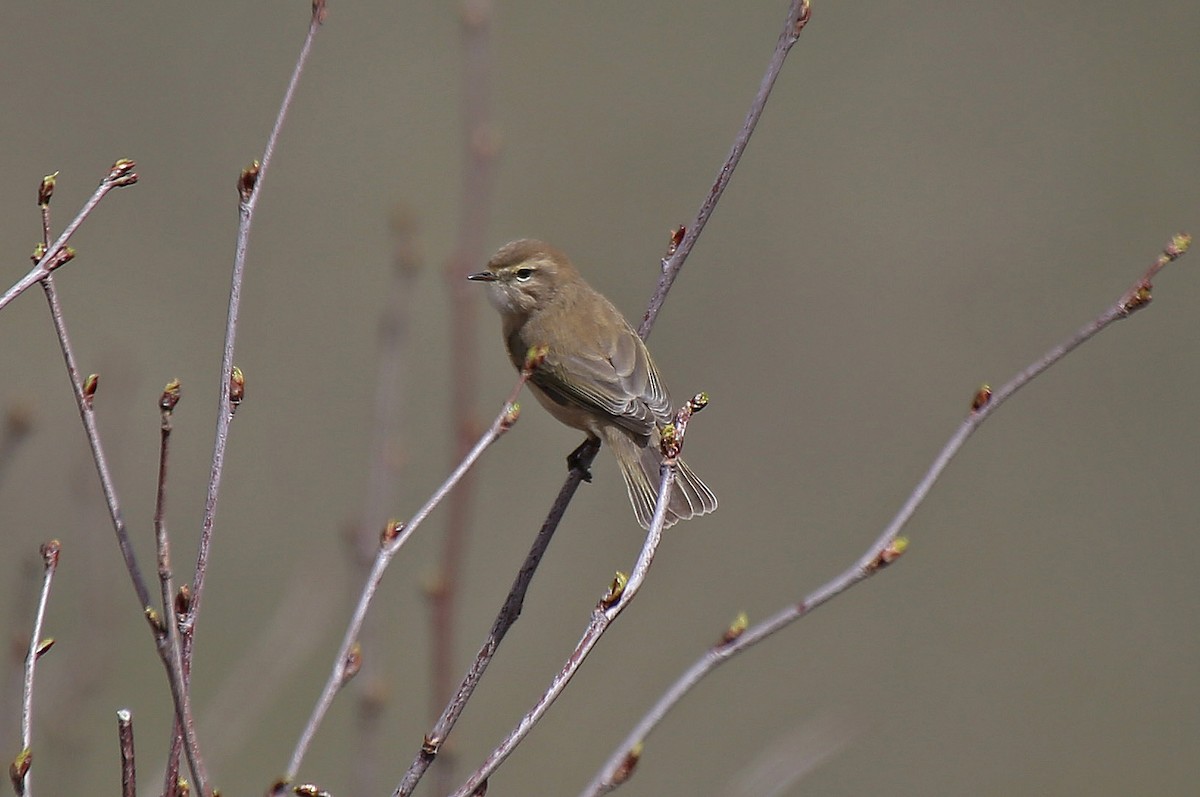 Mountain Chiffchaff - ML101529011