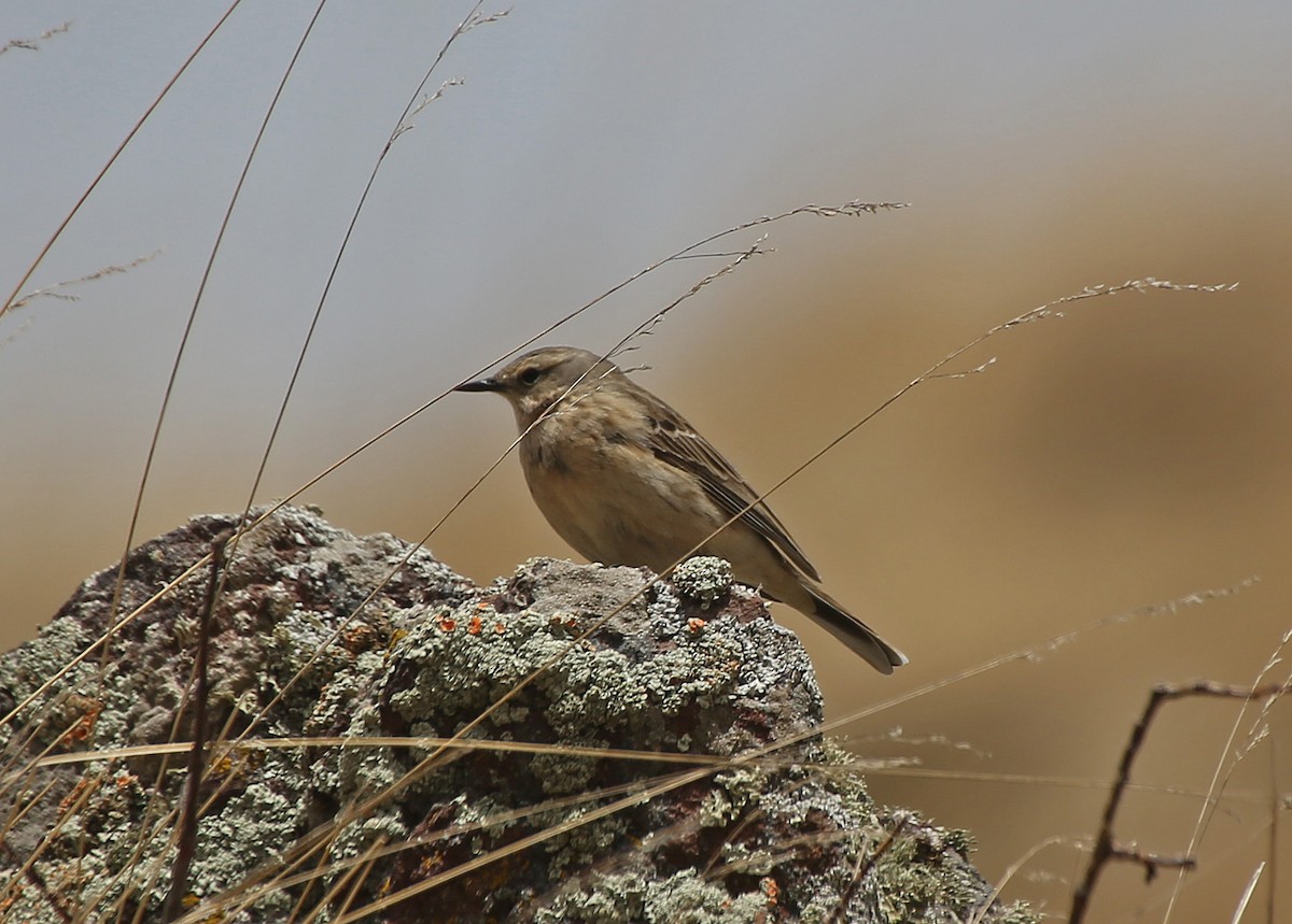 Water Pipit - Paul Chapman