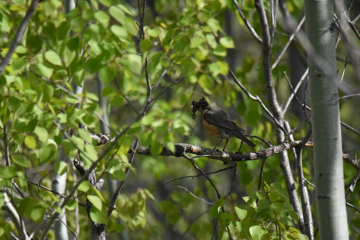 American Robin - ML101529451