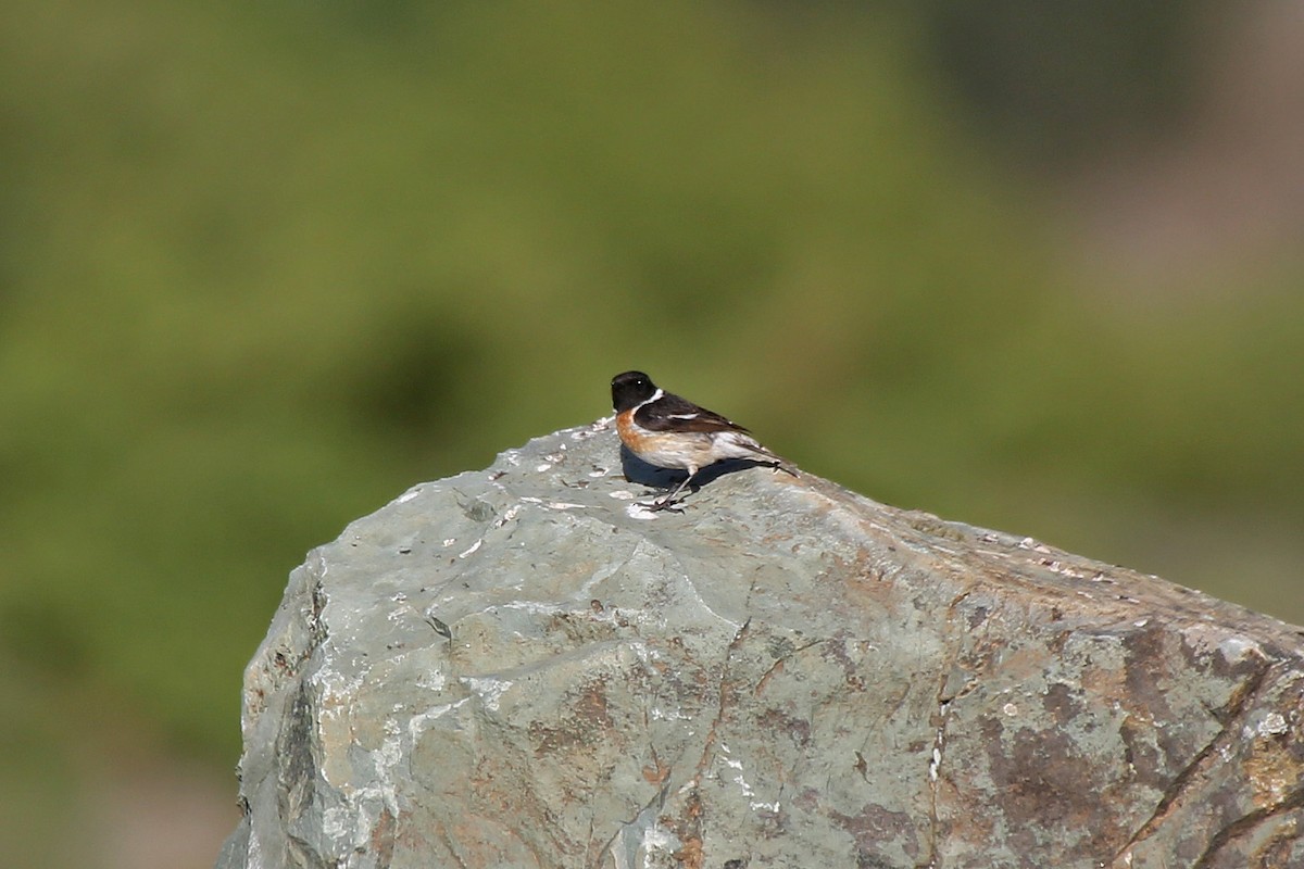 European Stonechat - ML101529511