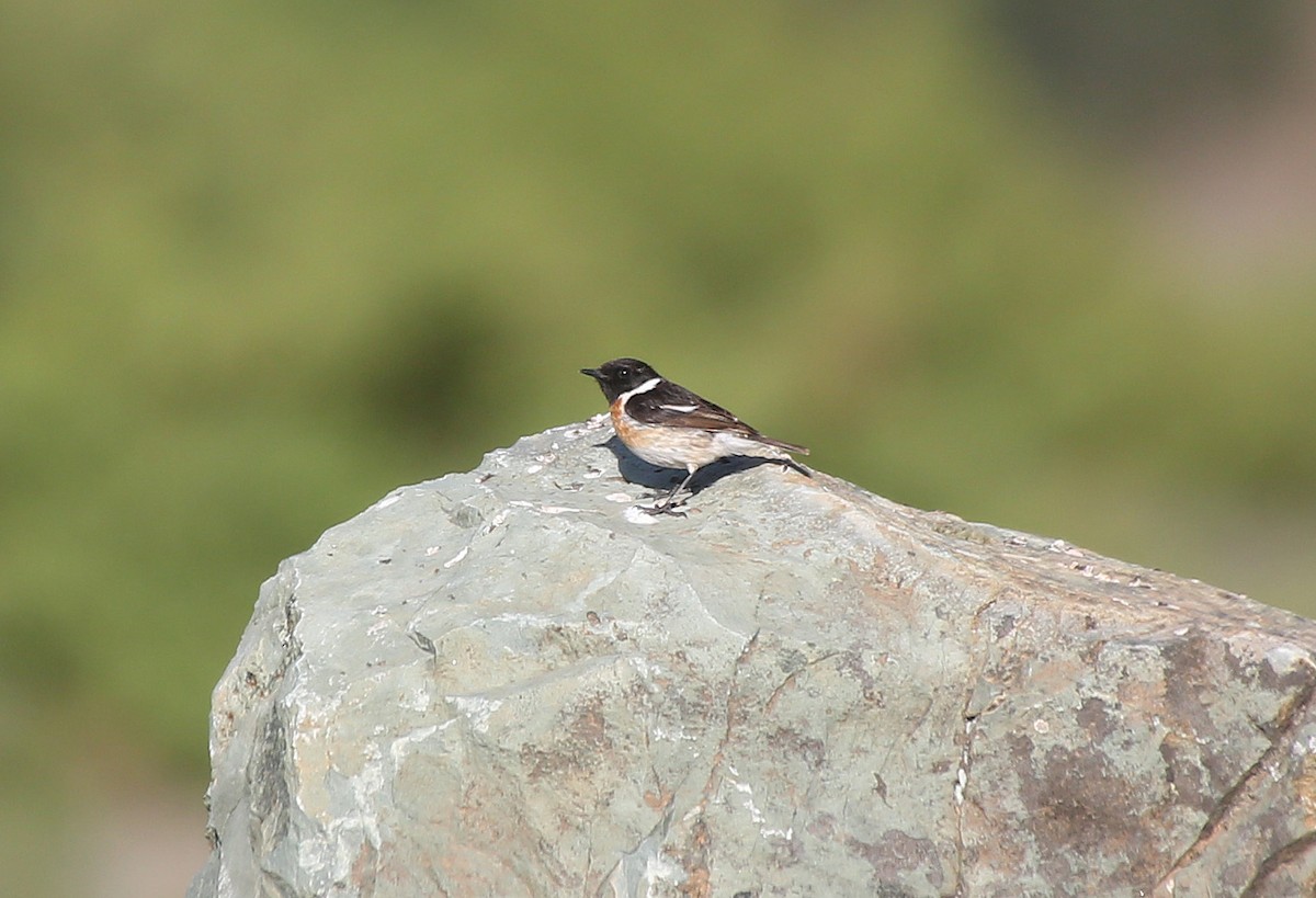 European Stonechat - ML101529531