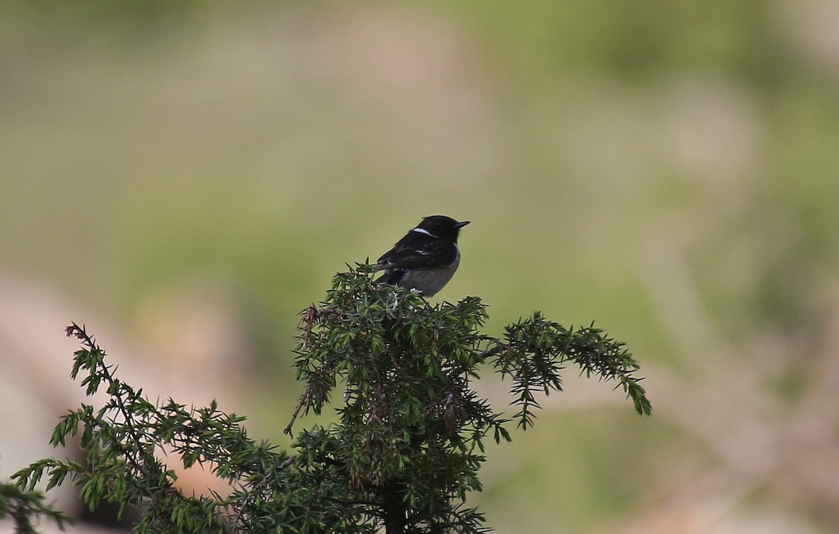 European Stonechat - ML101529561