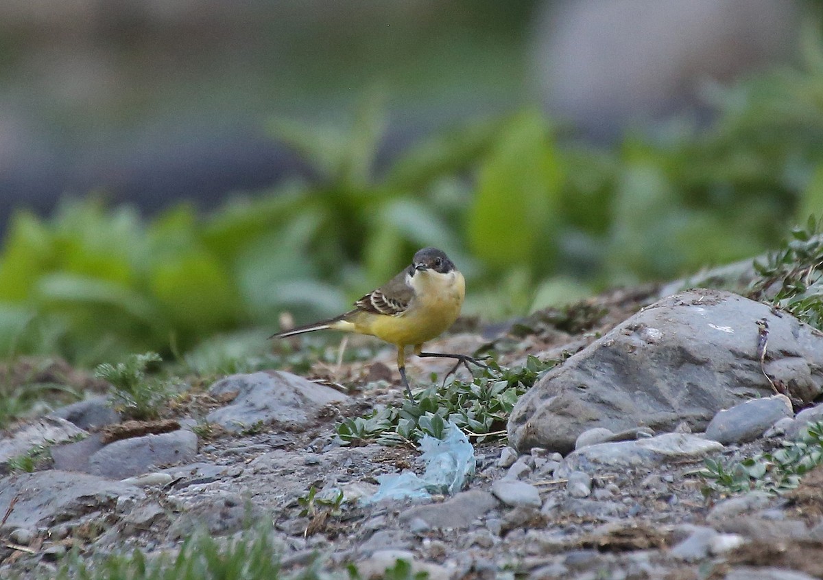 Western Yellow Wagtail - ML101529601