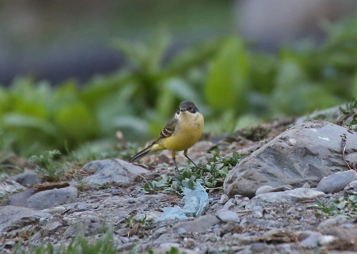 Western Yellow Wagtail - Paul Chapman