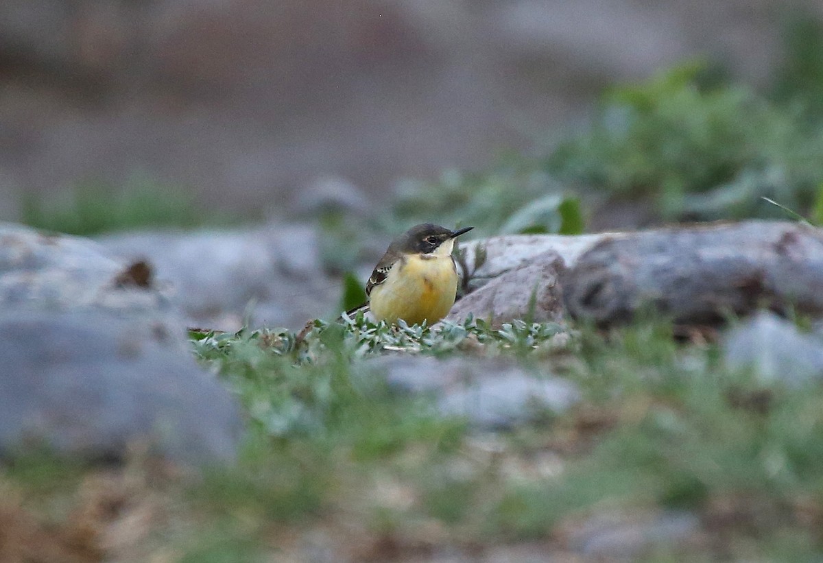 Western Yellow Wagtail - ML101529641