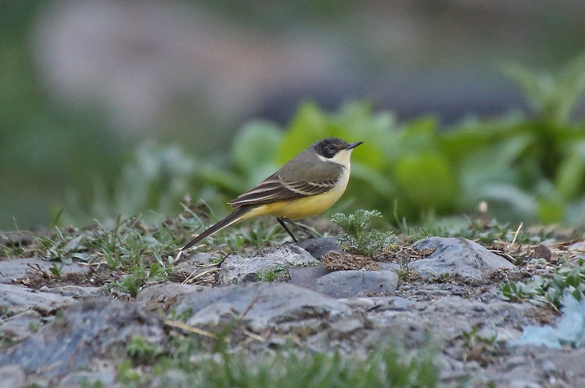 Western Yellow Wagtail - ML101529661