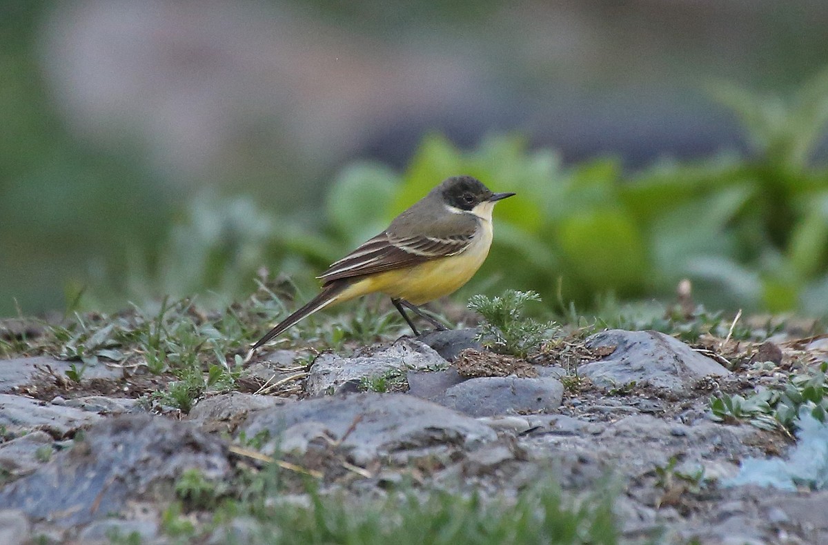 Western Yellow Wagtail - ML101529711