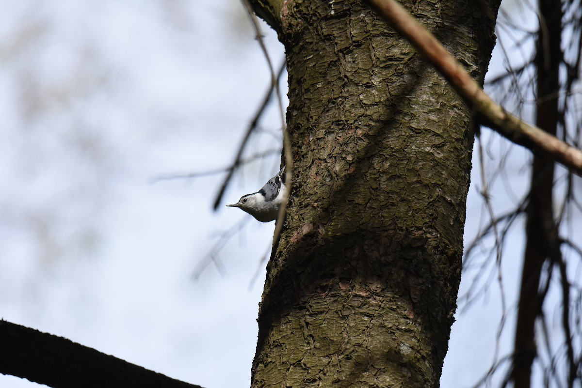 White-breasted Nuthatch - ML101529971