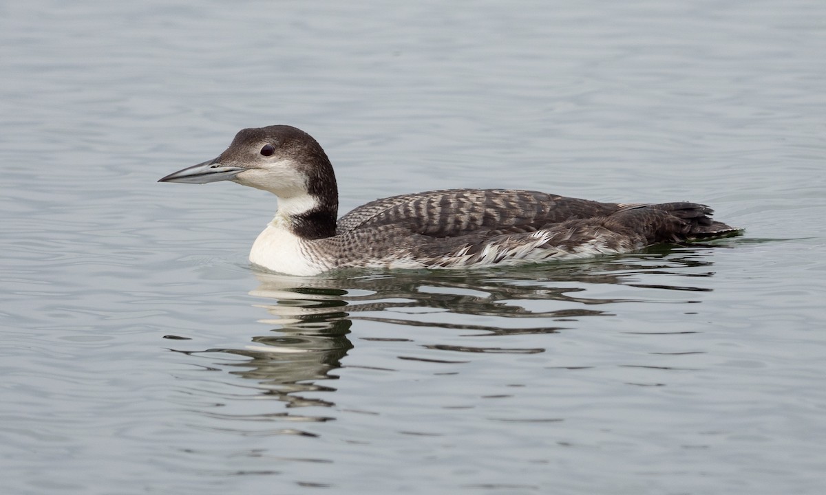 Common Loon - ML101530261