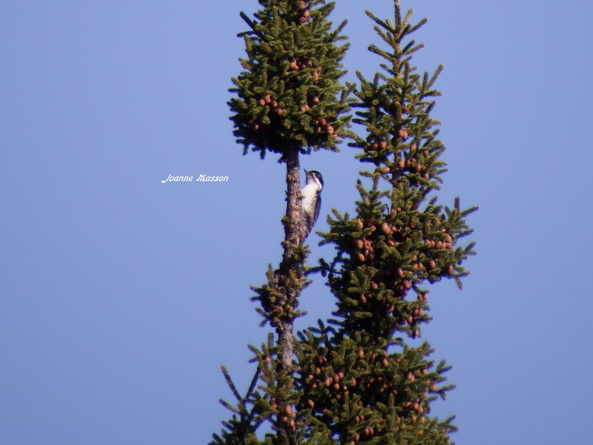 Black-backed Woodpecker - ML101531101