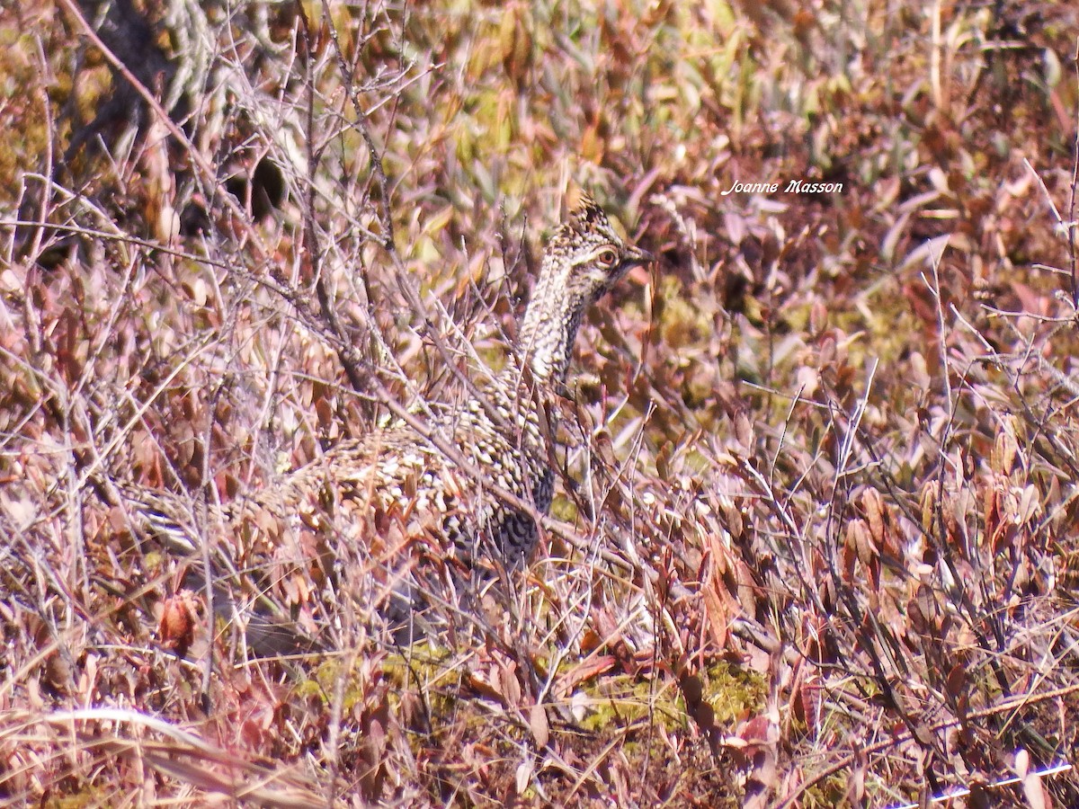 Sharp-tailed Grouse - Joanne Masson