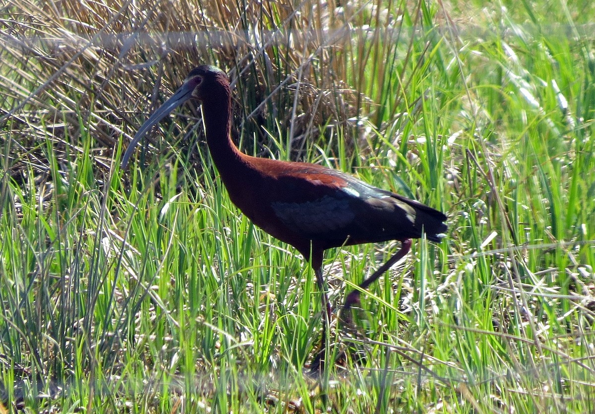 ibis americký - ML101531411