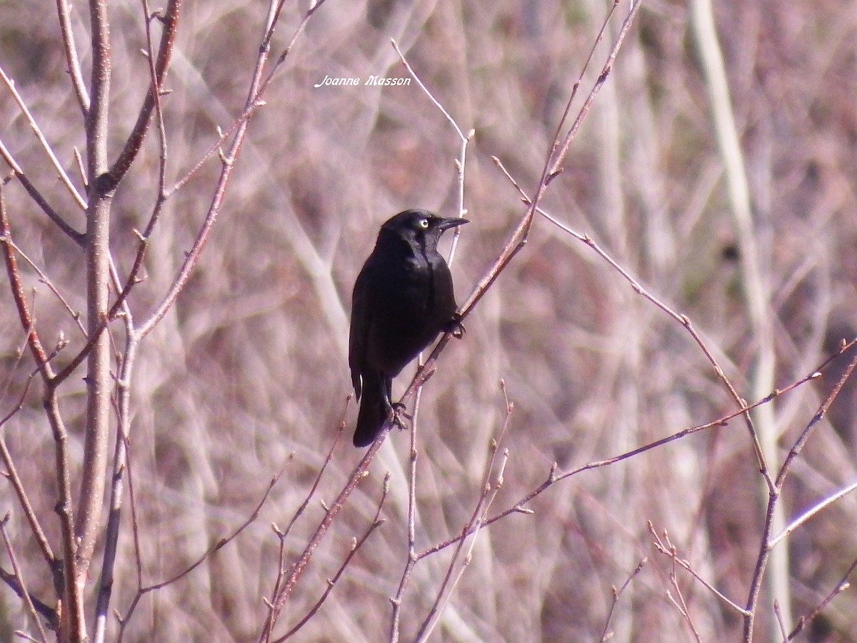 Rusty Blackbird - Joanne Masson