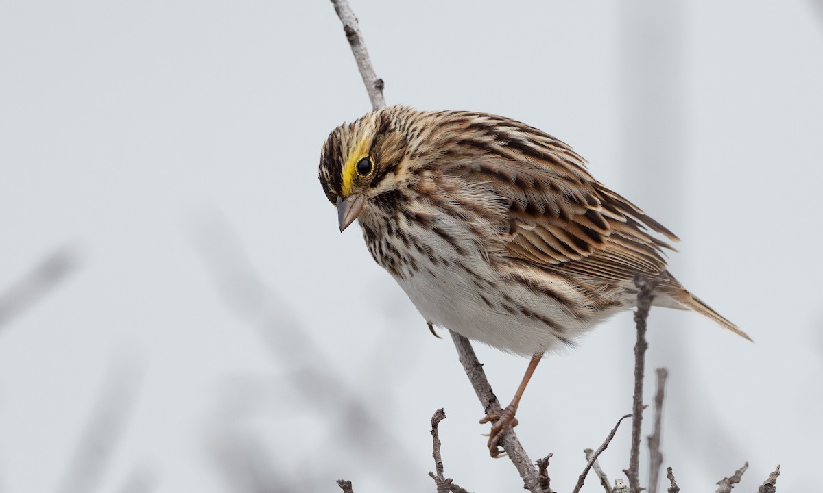 Savannah Sparrow - ML101531461