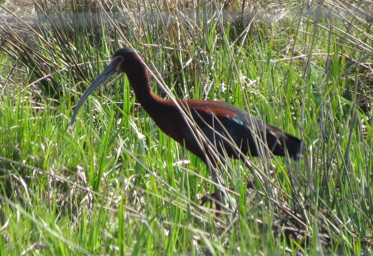ibis americký - ML101531551