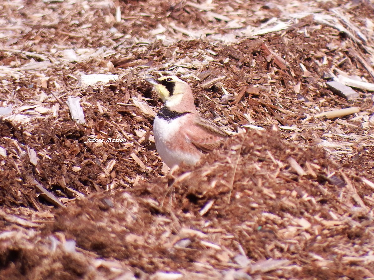 Horned Lark - Joanne Masson