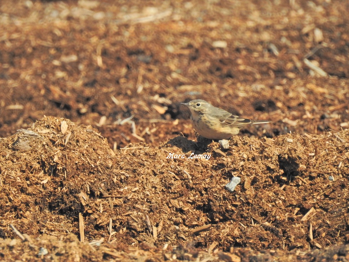 American Pipit - Joanne Masson