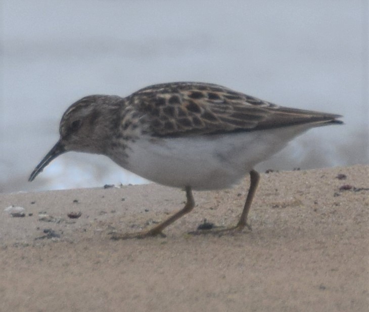 Least Sandpiper - Luis Munoz