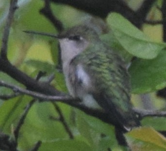 Ruby-throated Hummingbird - Luis Munoz