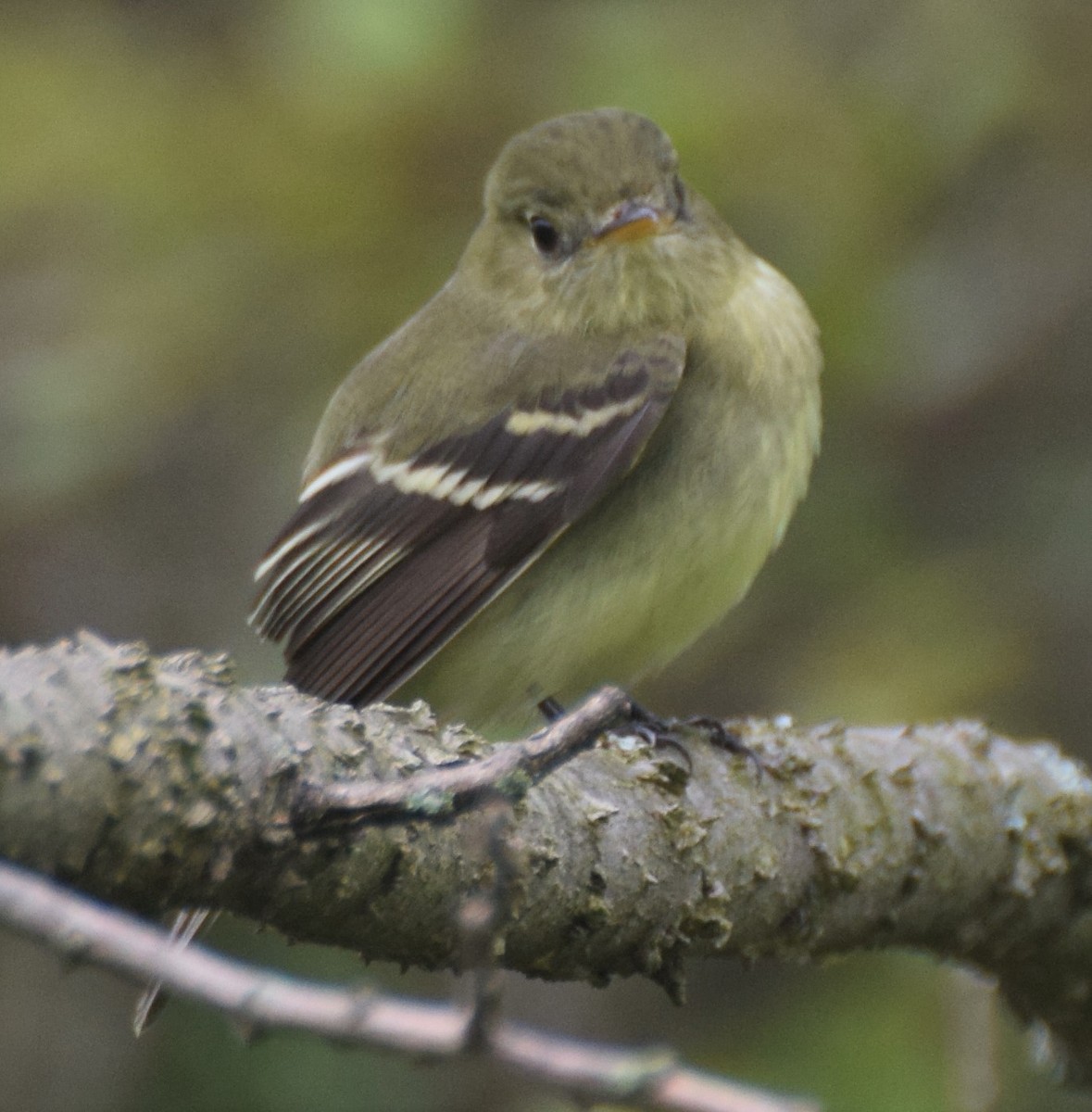 Yellow-bellied Flycatcher - Luis Munoz