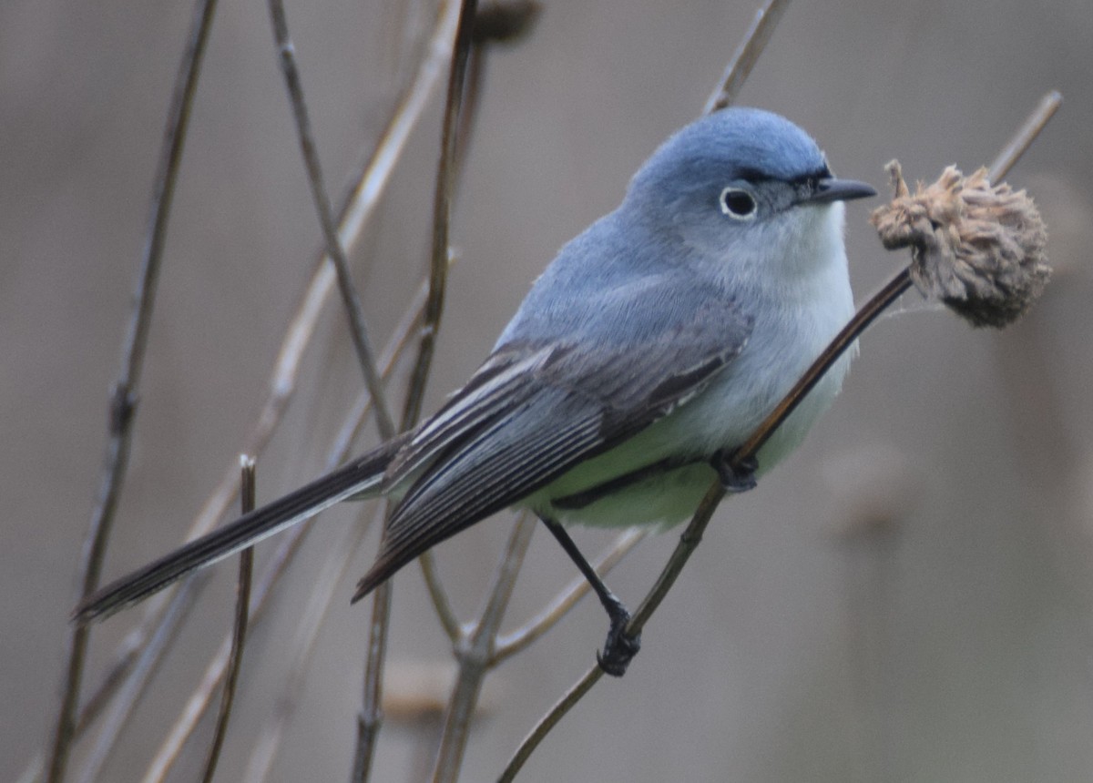 Blue-gray Gnatcatcher - Luis Munoz