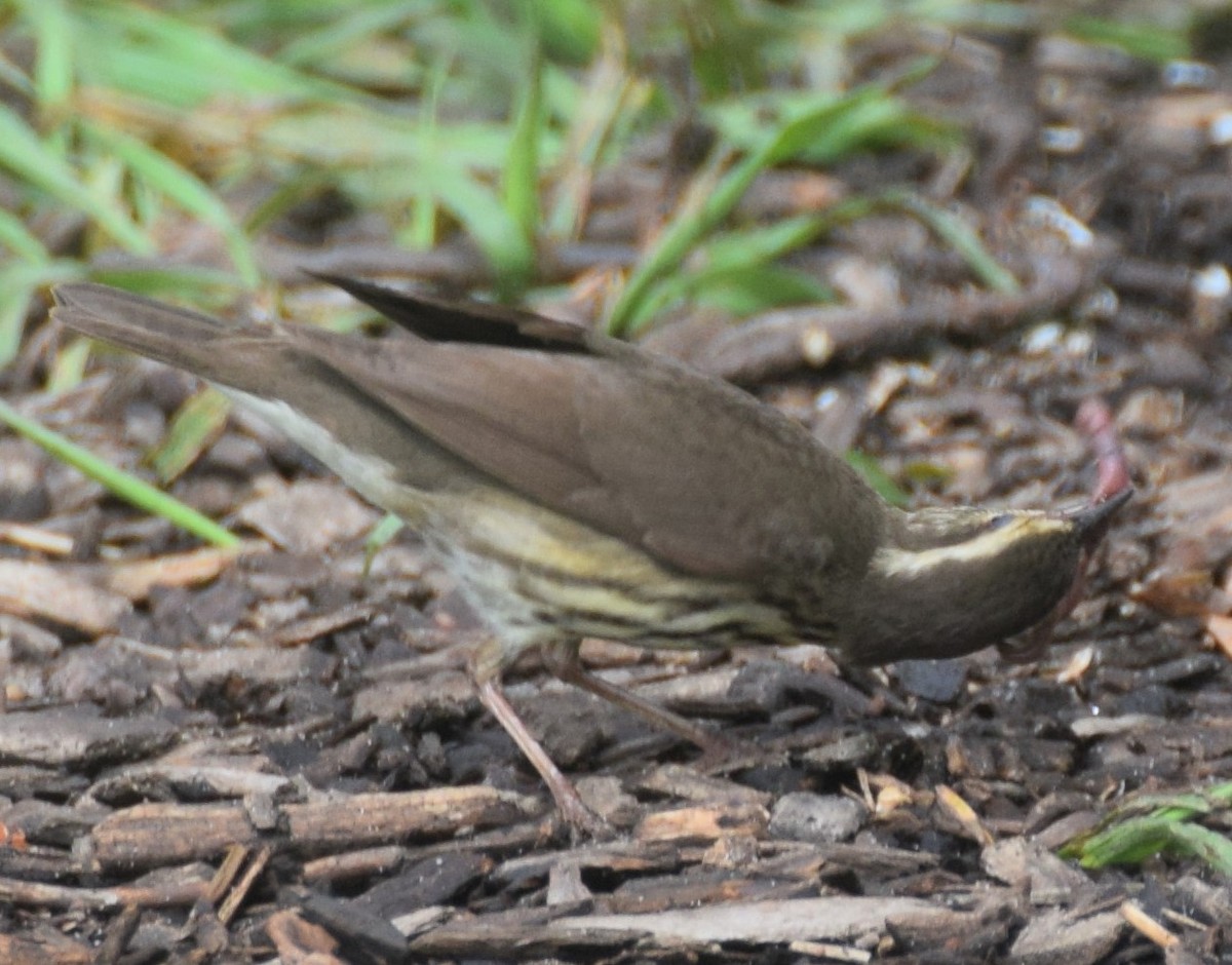 Northern Waterthrush - Luis Munoz