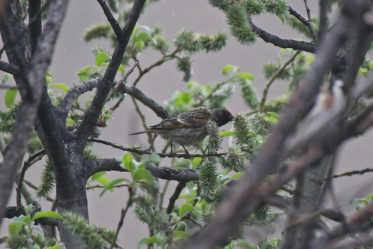 Fire-fronted Serin - ML101533521