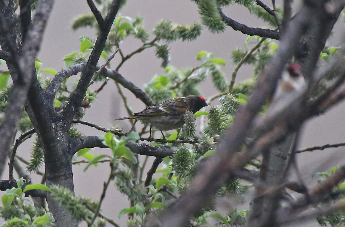 Fire-fronted Serin - ML101533581