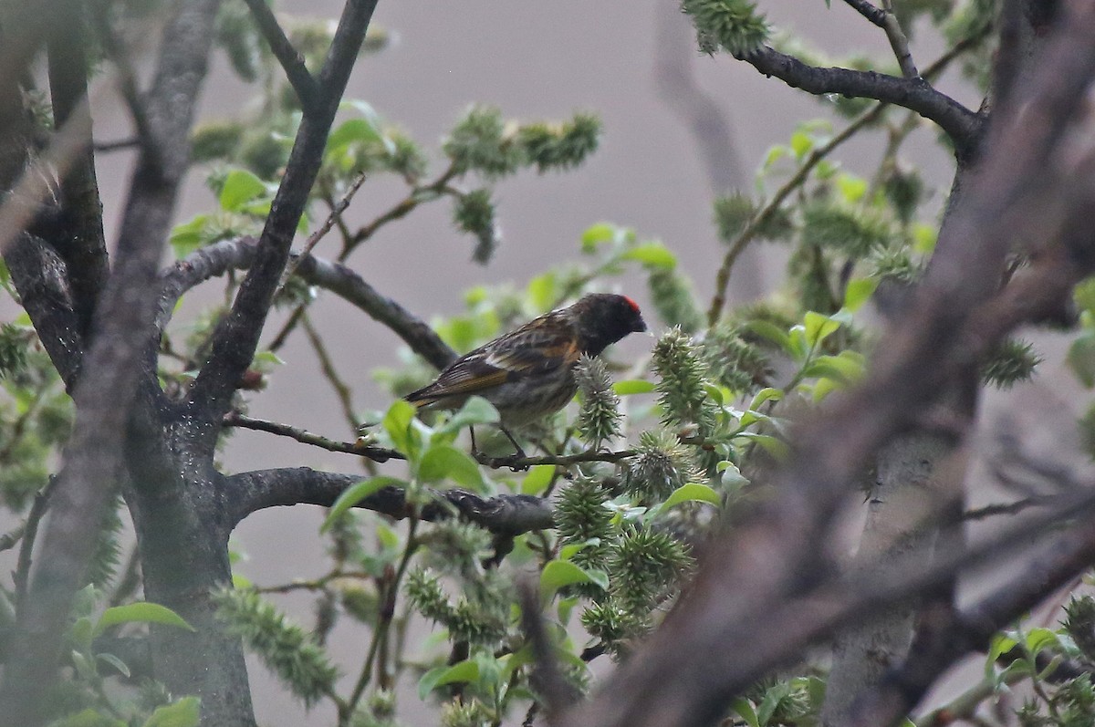 Fire-fronted Serin - ML101533611