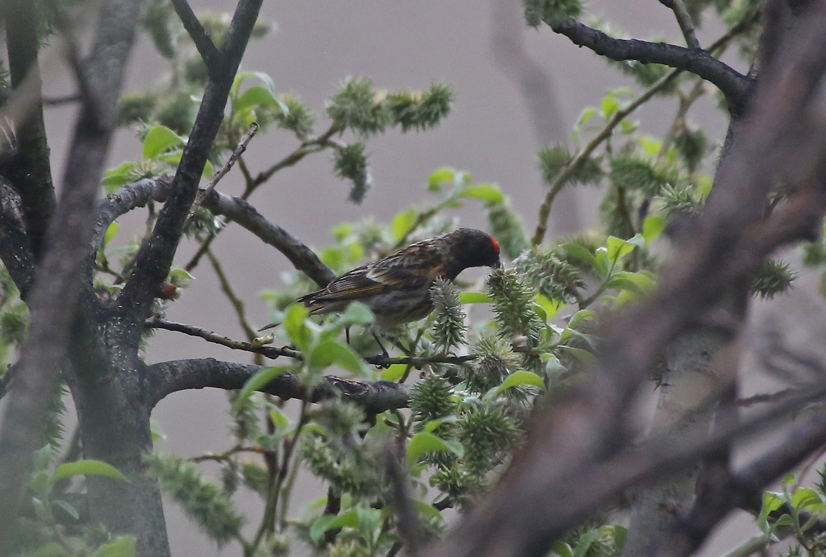 Fire-fronted Serin - ML101533651