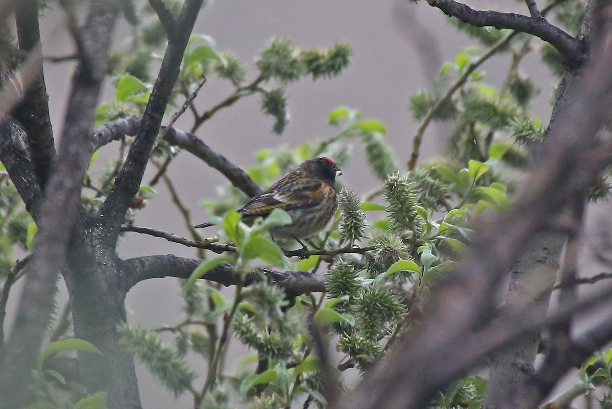 Fire-fronted Serin - ML101533721