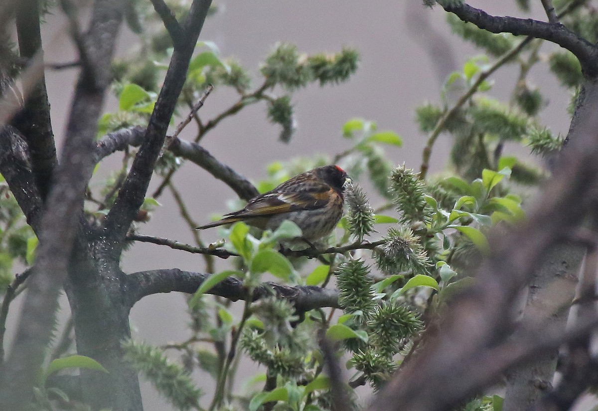 Fire-fronted Serin - ML101533751