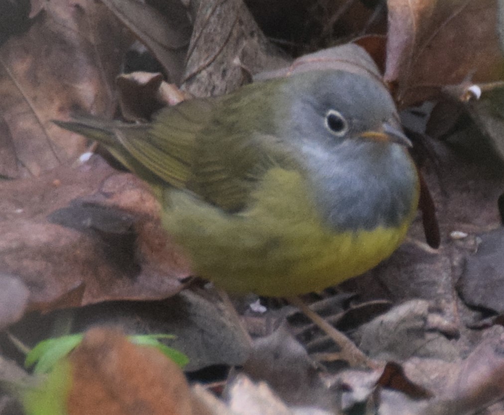 Connecticut Warbler - Luis Munoz