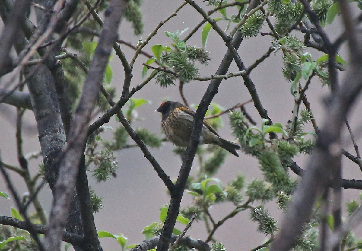 Fire-fronted Serin - ML101533791