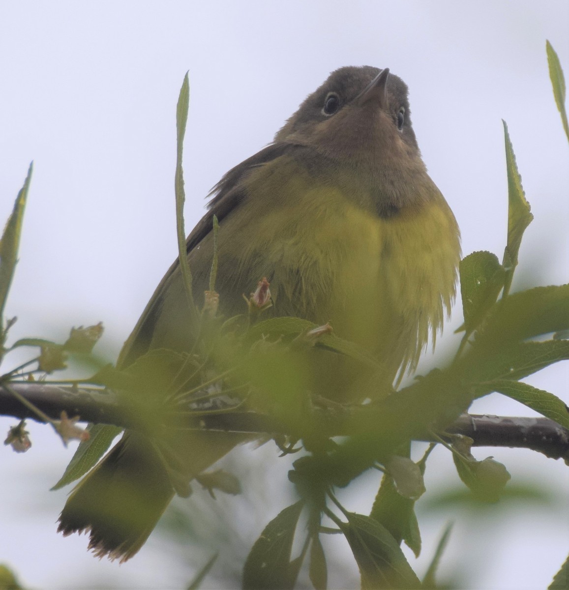 Connecticut Warbler - Luis Munoz