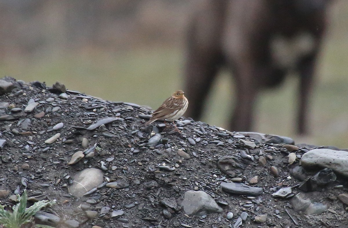 Red-throated Pipit - ML101533931