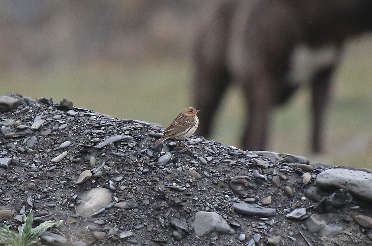 Red-throated Pipit - ML101533941