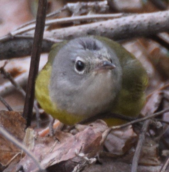 Connecticut Warbler - Luis Munoz