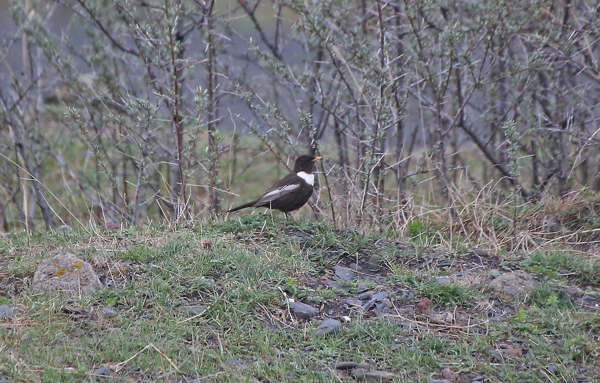 Ring Ouzel (Caucasian) - ML101534061