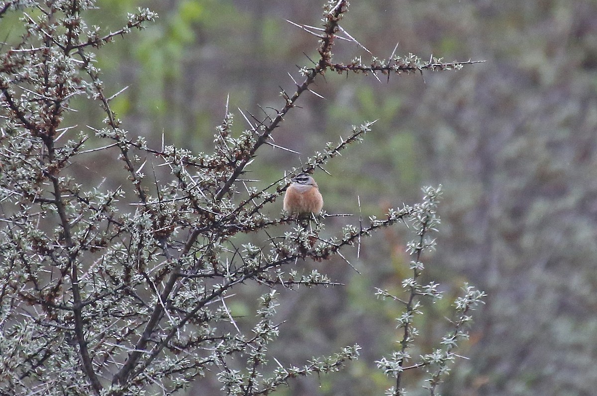 Rock Bunting - ML101534261