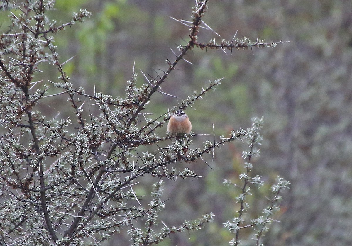 Rock Bunting - ML101534311